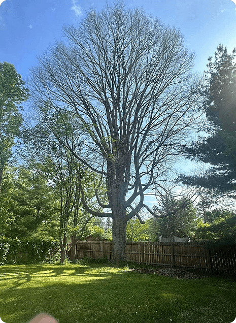Common & Easy-Maintained Tree Species in St. Cloud & Central Minnesota