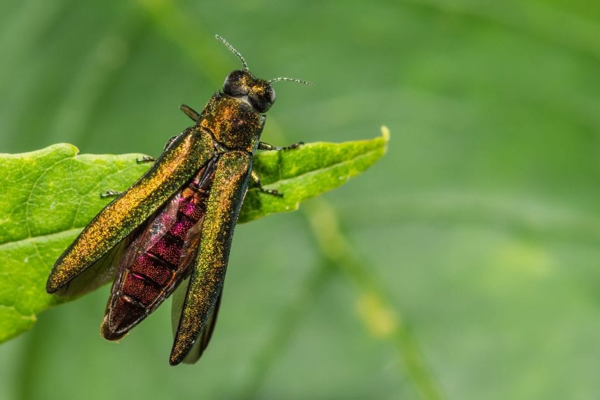 Preparing for Winter EAB Treatments in Minnesota