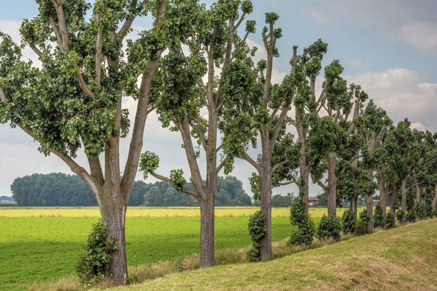 Protecting Minnesota’s Trees