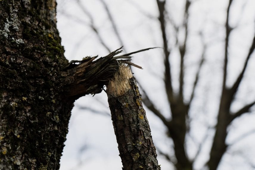 Signs Your Tree Is a Hazard Before a Storm Hits – Tree Care, Storm Preparation, Homeowner Tips