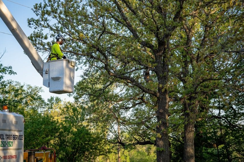 When to Trim vs. When to Remove a Tree A Homeowners Guide