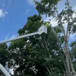 Featured Image Alt Text: Professional tree removal crew safely removing a large residential tree using rigging equipment and safety procedures.