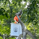 Board Certified Master Arborist inspecting a mature tree before storm season in St. Cloud, Minnesota