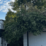 24/7 Emergency Tree Service & Storm Cleanup