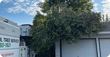 24/7 Emergency Tree Service & Storm Cleanup