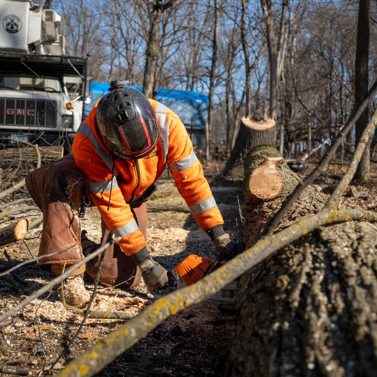 professional tree service in Richmond MN
