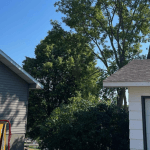 Illustration of a property line showing where a homeowner can legally prune a neighbor's tree