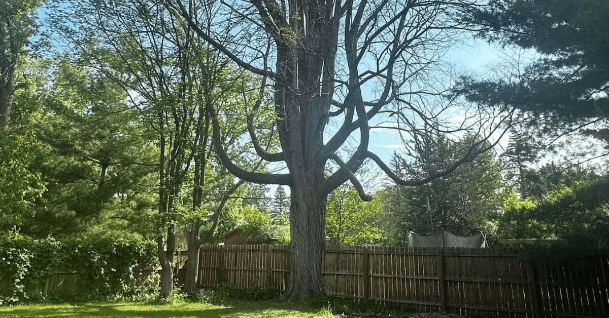 Emerald ash borer treatment and ash tree protection in St. Cloud Minnesota by Total Control Tree Service