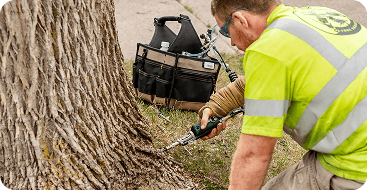 Plant Health Care and Tree Treatments