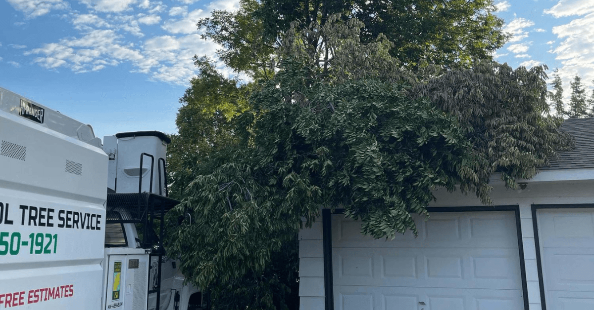 Shrub removal and trimming service in St. Cloud Minnesota by Total Control Tree Service