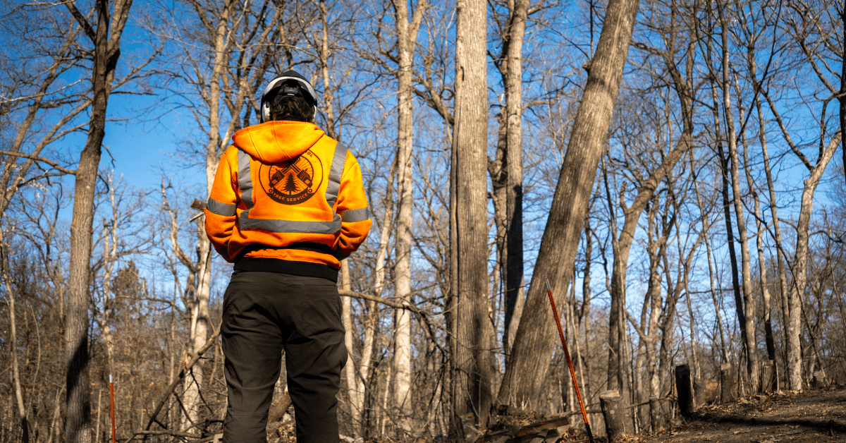 Tree cabling and bracing service in St. Cloud Minnesota by Total Control Tree Service