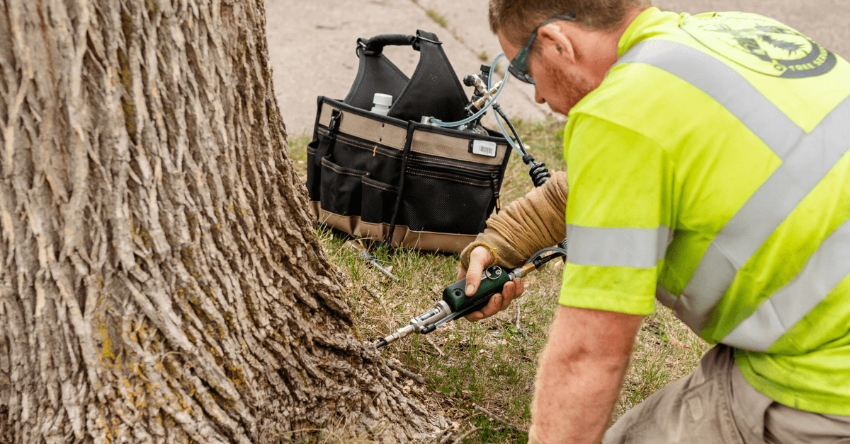 Tree injection treatment service in St. Cloud Minnesota by Total Control Tree Service