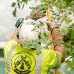 Tree Trimming and Pruning