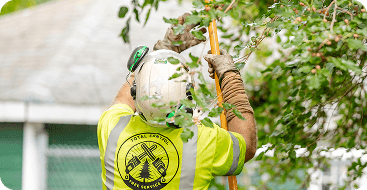 Tree Trimming and Pruning