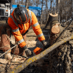 Tree Removal