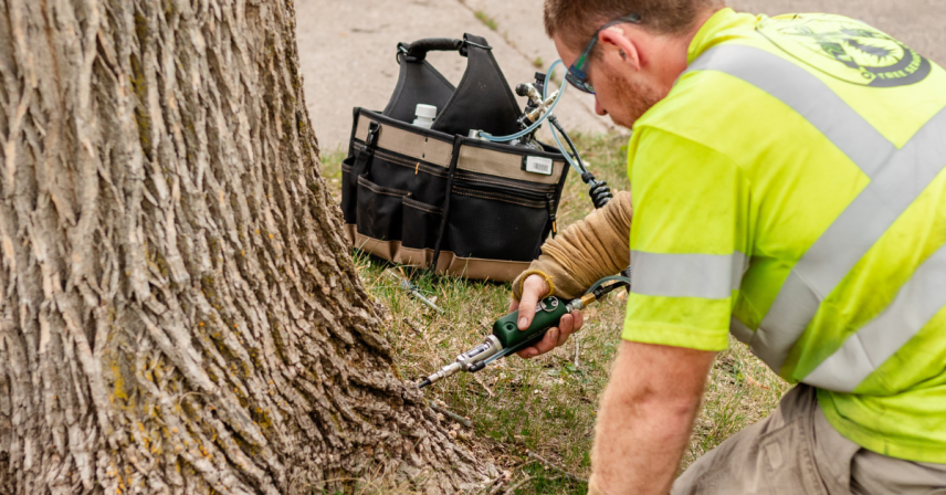 Tree Injections Service St Cloud Central MN | Total Control