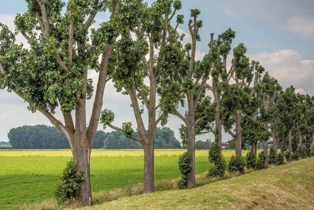 What Is Tree ‘Topping’ and Why Arborists Warn Against It – Tree Care, Tree Health, Arborist Advice