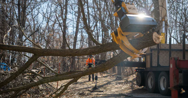 How Much Does Tree Removal Cost in St. Cloud, MN? (2026 Price Guide)