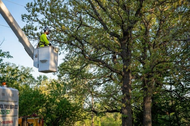 When to Trim vs. When to Remove a Tree: A Homeowner’s Guide
