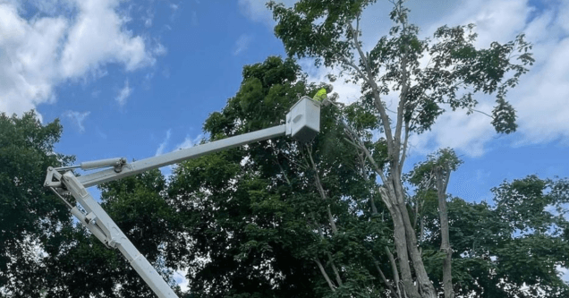 What the Tree Removal Process Looks Like From Start to Finish