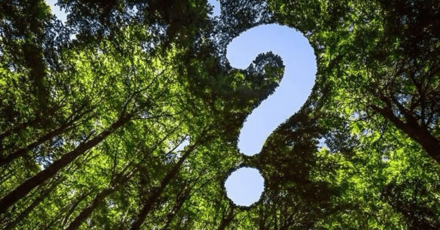 Do You Need a Permit to Remove a Tree in St. Cloud?