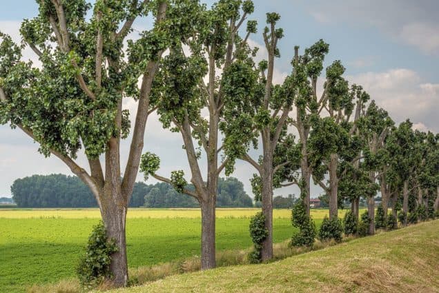 What Is Tree ‘Topping’ and Why Arborists Warn Against It – Tree Care, Tree Health, Arborist Advice