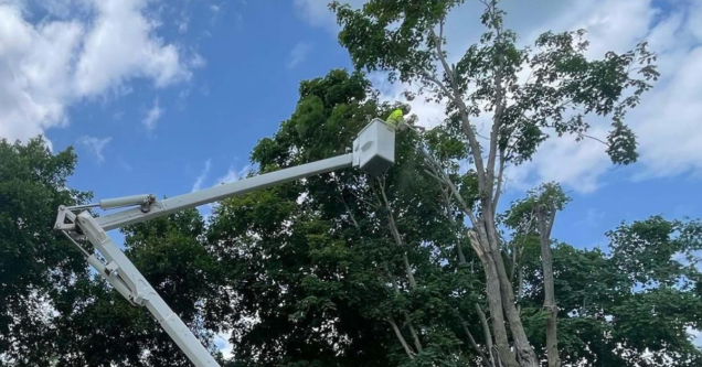 What the Tree Removal Process Looks Like From Start to Finish