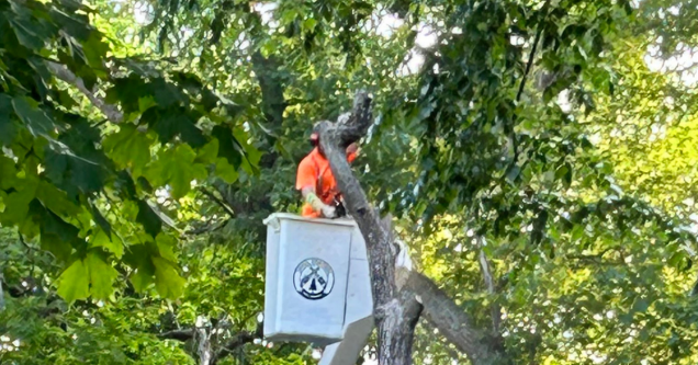 St. Cloud Storm Season: How to Protect Your Trees Before Severe Weather Hits