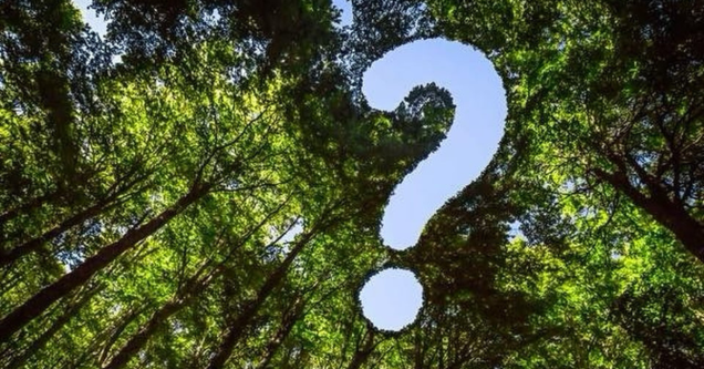 Do You Need a Permit to Remove a Tree in St. Cloud?
