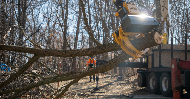 How Much Does Tree Removal Cost in St. Cloud, MN? (2026 Price Guide)