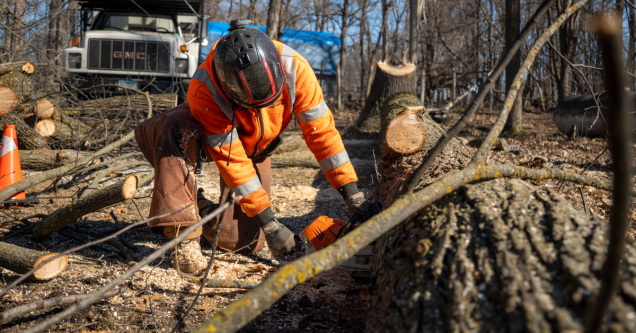 Tree Pruning Best Practices for Cold-Climate Trees in St Cloud, MN