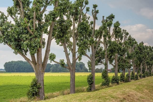 Protecting Minnesota’s Trees