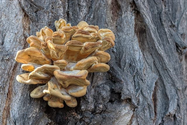 The Symbiotic Dance Trees and Fungi in Minnesota Forests