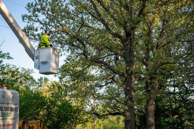 When to Trim vs. When to Remove a Tree A Homeowners Guide