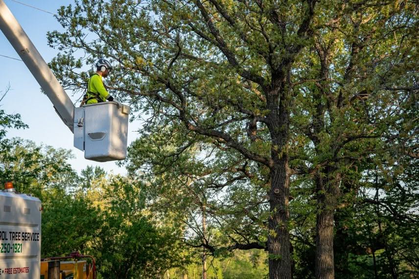 When to Trim vs. When to Remove a Tree A Homeowners Guide