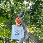 Board Certified Master Arborist inspecting a mature tree before storm season in St. Cloud, Minnesota