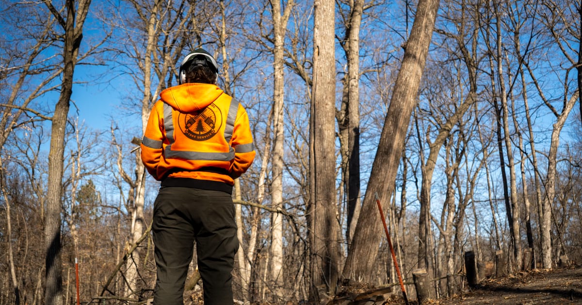 Tree cabling and bracing service in St. Cloud Minnesota by Total Control Tree Service