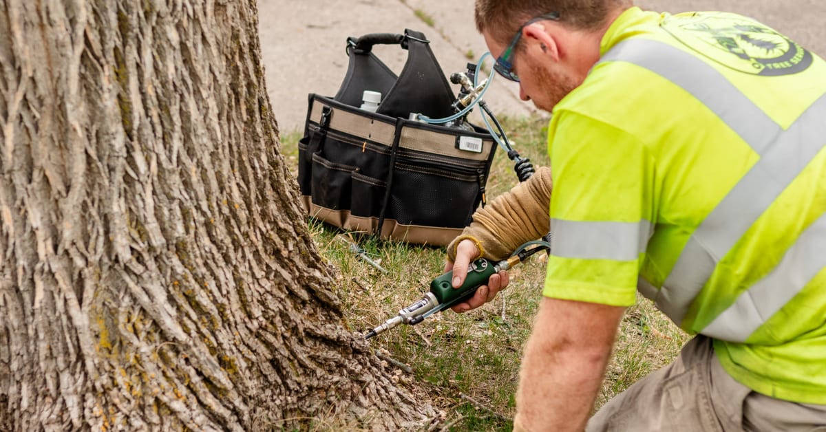 Tree injection treatment service in St. Cloud Minnesota by Total Control Tree Service